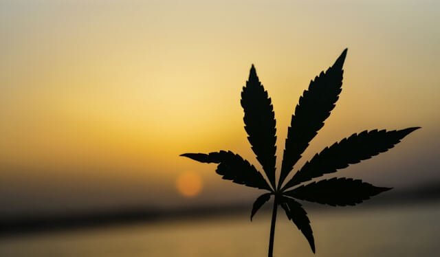 Marijuana Trafficking: Legal Issues and Enforcement. whatarebluesdrugs.com